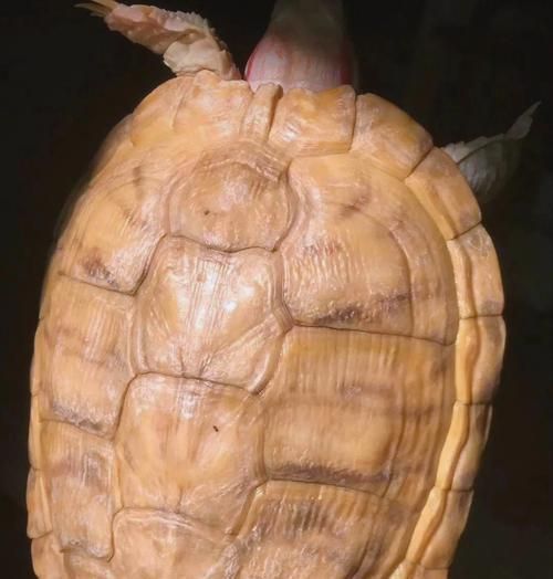 巧克力色的宠物伴侣——饲养巴西红耳龟（如何打理巴西红耳龟的饮食、居住环境和健康）