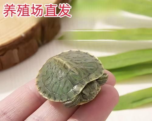 巧克力色的宠物伴侣——饲养巴西红耳龟（如何打理巴西红耳龟的饮食、居住环境和健康）