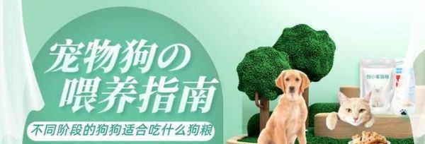 普通狗的健康饮食指南（为你的宠物提供最适合的狗粮）