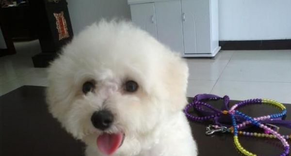 探究以宠物为主的饮食健康问题（探究以宠物为主的饮食健康问题）