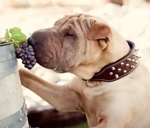 探究以宠物为主的饮食健康问题（探究以宠物为主的饮食健康问题）