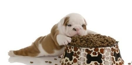 狗粮，为你的爱犬带来的健康好处（以狗狗吃狗粮的好处为主，详细介绍宠物饮食的重要性）