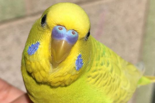 虎皮鹦鹉飞走了怎么办