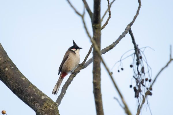频道问问回答引用图片