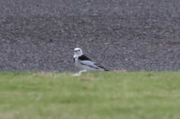 频道问问回答引用图片