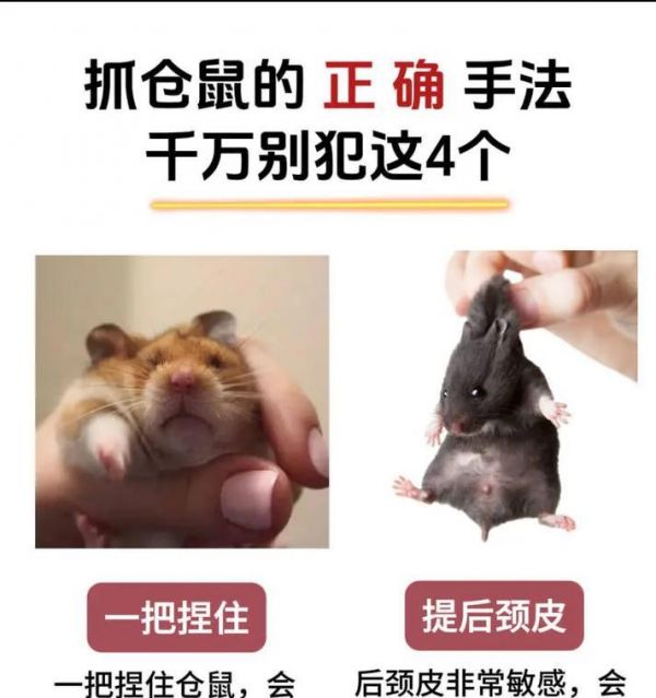 如何科学饲养大仓鼠（营养平衡、环境舒适，让宠物健康成长）