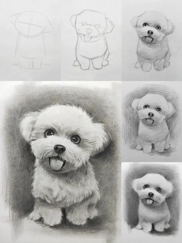 快乐的小比熊详细绘画步骤素描一学就会系列素描动物抖音