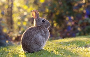 什么兔子最凶猛