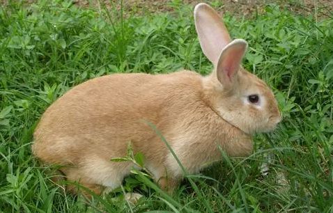 虎皮黄兔是什么品种？看完这里你就清楚了。