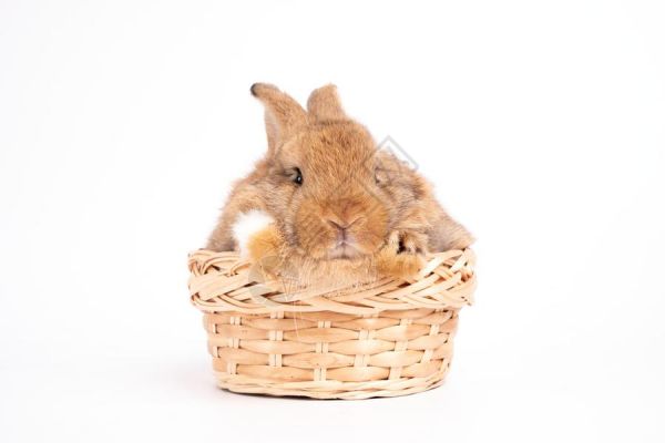 篮子里的宠物兔子高清图片