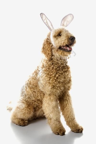 兔子耳朵里有金面狗高清图片