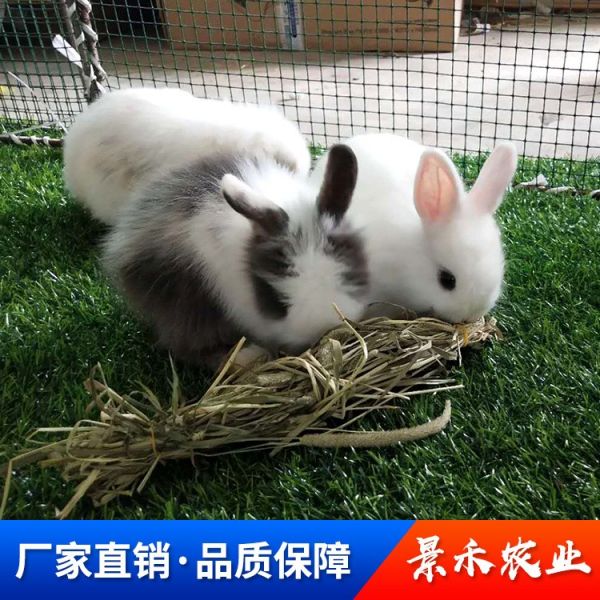 活体宠物兔子 农业养殖 品质保障 服务上