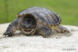 如何科学饲养鳄龟？