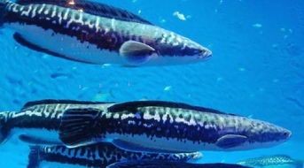 养罗汉鱼最适宜的水温是多少呢？