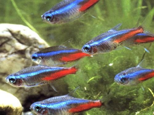 揭秘海水鱼生存水温：宠物观赏鱼的理想水温指南