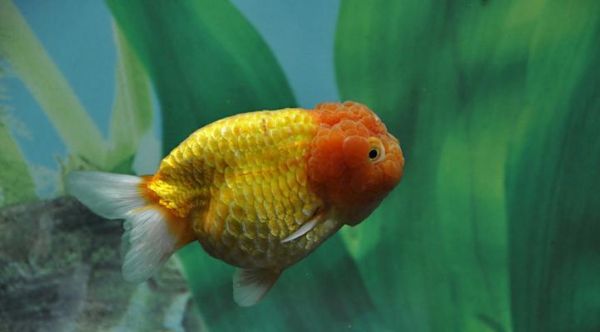 虎头金鱼的理想水温及养殖要点（科学调控水温让虎头金鱼健康成长）