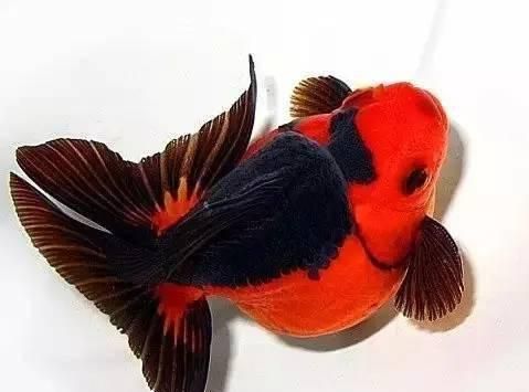 虎头金鱼的理想水温及养殖要点（科学调控水温让虎头金鱼健康成长）