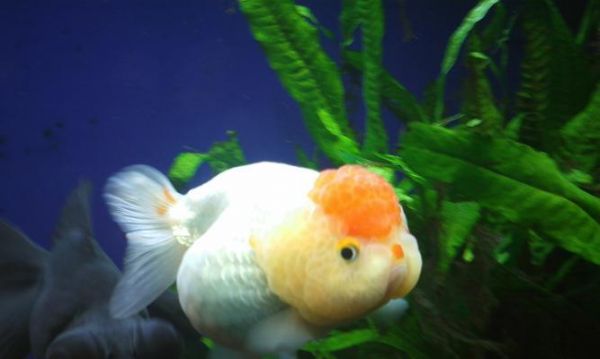 虎头金鱼的理想水温及养殖要点（科学调控水温让虎头金鱼健康成长）