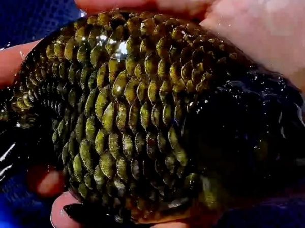 家庭黑色金鱼能养吗_黑金鱼好养耐阴湿，食物多样，水温稳定易饲养