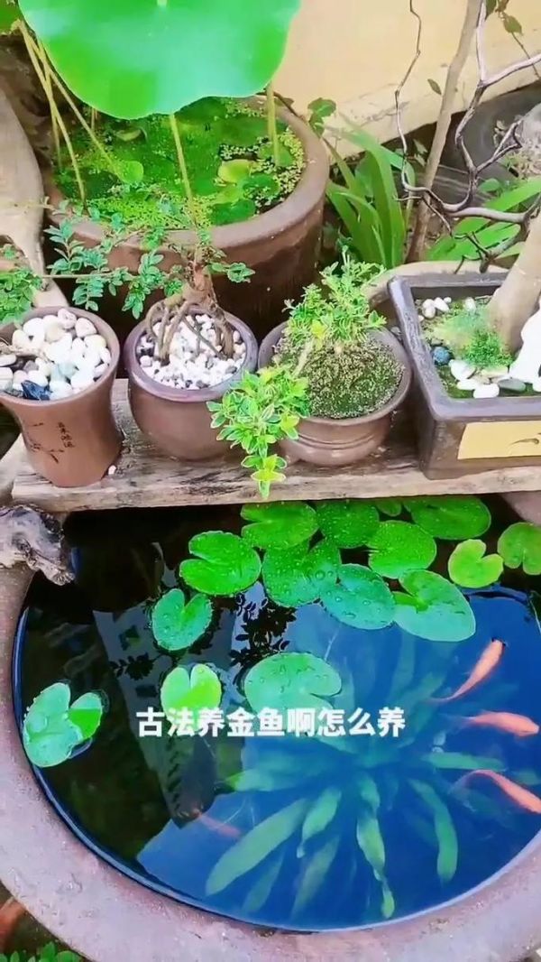 如何用老水缸养金鱼_老水缸养金鱼注意水质喂食与过滤，打造舒适环境