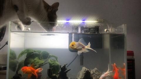 将猫咪放鱼缸里好吗？水温多少度合适？