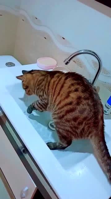 将猫咪放鱼缸里好吗？水温多少度合适？