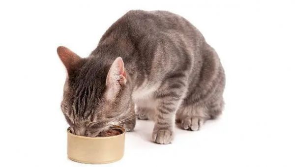 如何培养猫猫良好的饮食习惯？怎么让猫饮食规律？
