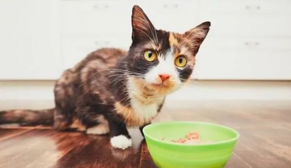 如何培养猫猫良好的饮食习惯？怎么让猫饮食规律？