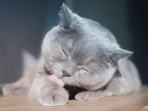 宠物猫吐了，饮食调整与就医并行