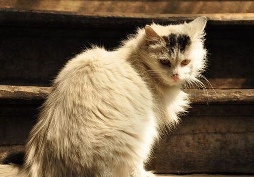 宠物猫吐了，饮食调整与就医并行