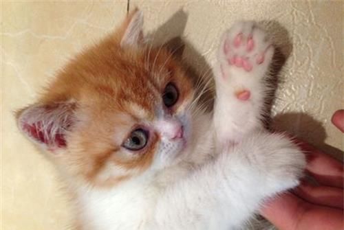 宠物猫鼻支小猫饮食习惯不当，为何会吐黄水？