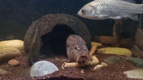 宠物猫饮食：泥鳅鱼安全吗？