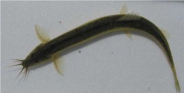 宠物猫饮食：泥鳅鱼安全吗？