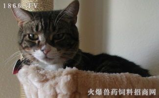 泰国宠物猫怎么吃东西