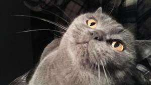 简易猫粮的做法 步骤2