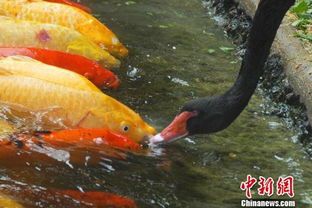 红箭鱼每天需要喂食几次呢？