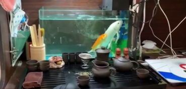 宿舍养鱼，旺财又养眼！