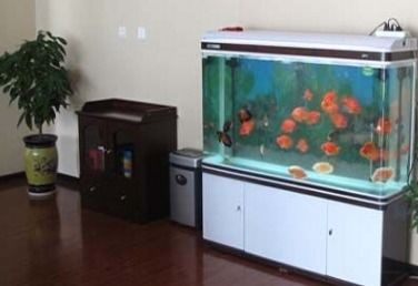 宿舍养鱼，旺财又养眼！