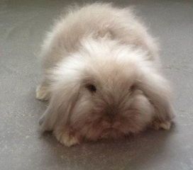 狮子兔喂养攻略：宠物兔养护秘籍