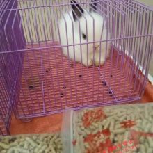 狮子兔喂养攻略：宠物兔养护秘籍