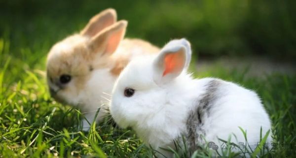新手养兔子需要注意哪些？（宠物兔的养护指南）