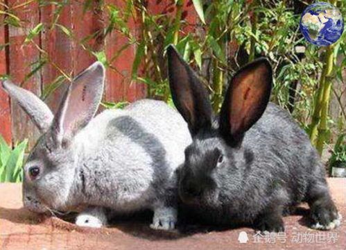 养巨兔需细心，花明兔食养指南