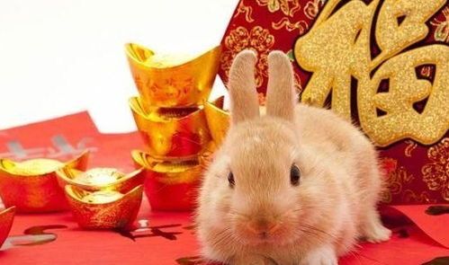 养巨兔需细心，花明兔食养指南