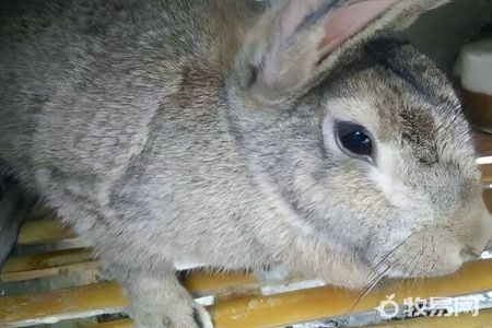 怎么养殖兔子