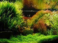 一些以鱼为主的水草造景