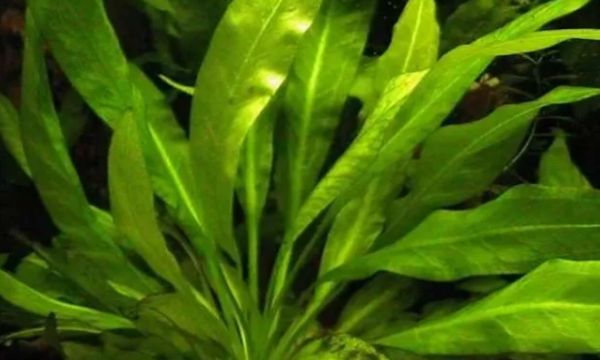 鱼缸里的水草哪种好养，试着养这几种看看
