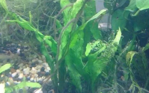 鱼缸里的水草哪种好养，试着养这几种看看