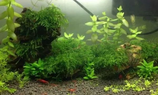 鱼缸里的水草哪种好养，试着养这几种看看