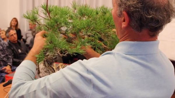 日本盆景大师在美国表演盆景制作