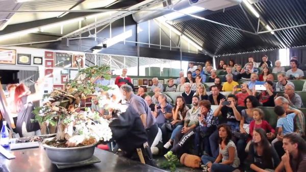 日本盆景大师和外国大师合作表演盆景制作